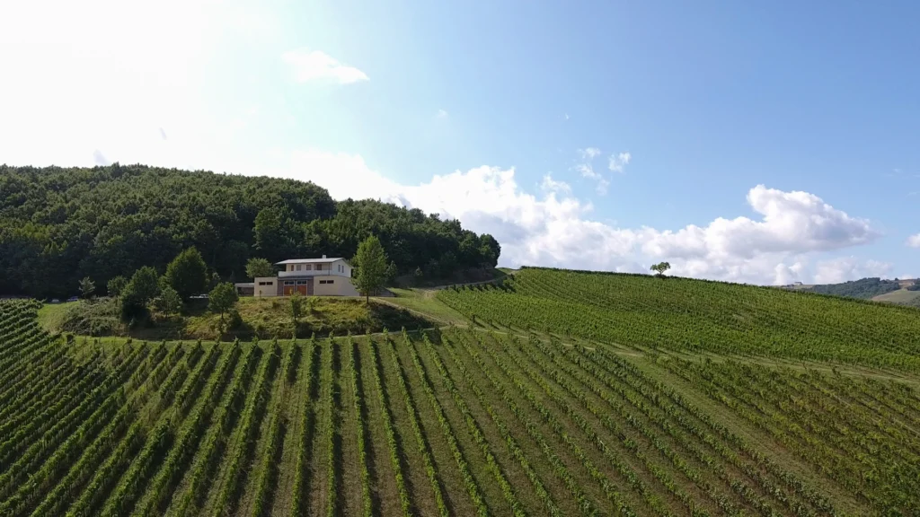 Agricolavinica