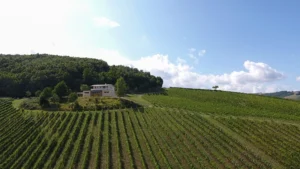 Agricolavinica