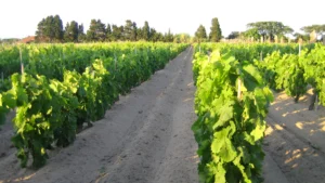 Azienda Agricola Piede Franco