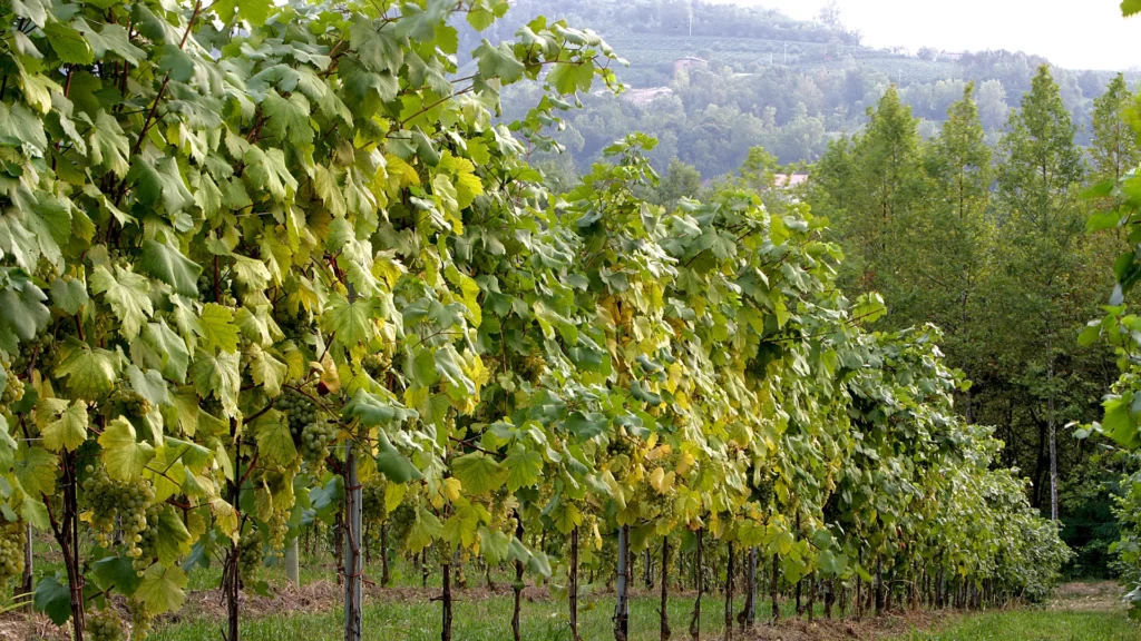 Cantina Produttori Fregona