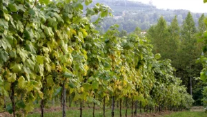 Cantina Produttori Fregona