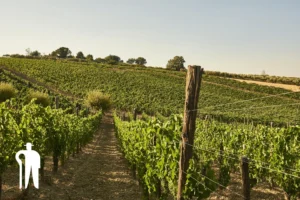Cantine Buonanno