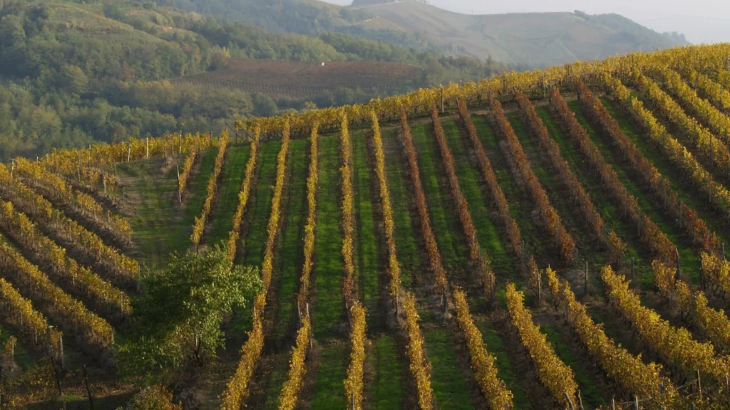 Casa Vinicola Cortese