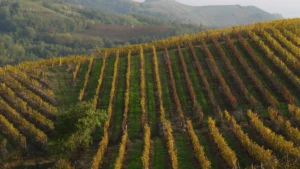 Casa Vinicola Cortese