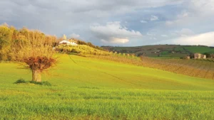 Colleminò