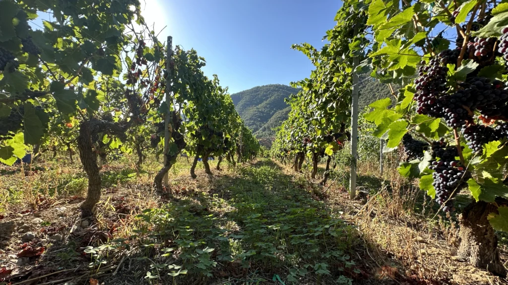 Dell’Erba
