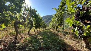 Dell’Erba
