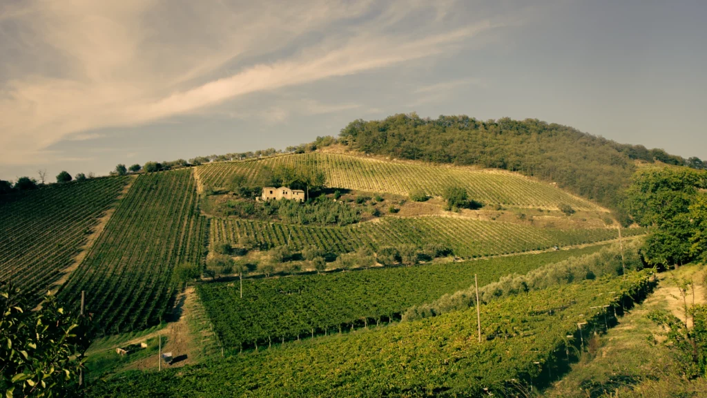Fattoria Buccicatino