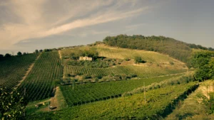 Fattoria Buccicatino