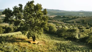 Fattoria La Maliosa