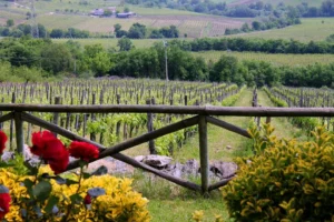 Fattoria La Rivolta