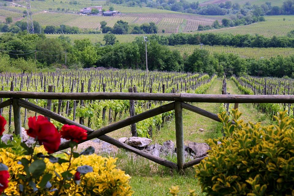 Fattoria La Rivolta