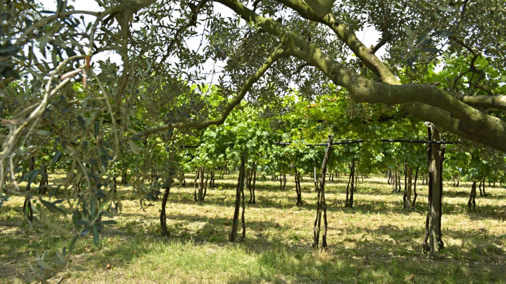 Giarola