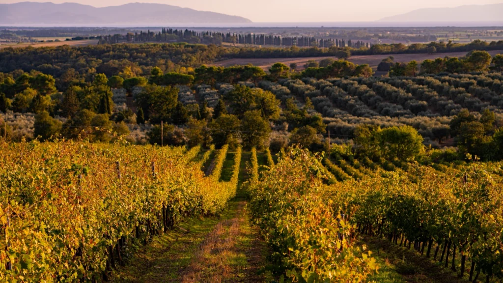 I vini di Maremma