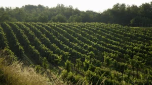 Montelvini