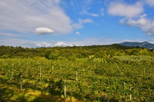 Podere dei Folli