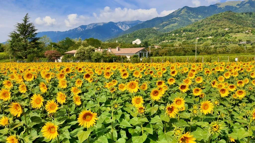San Vettor