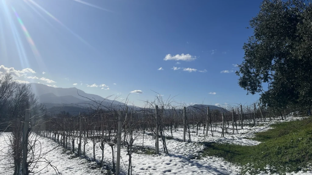 Satoli