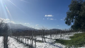Satoli