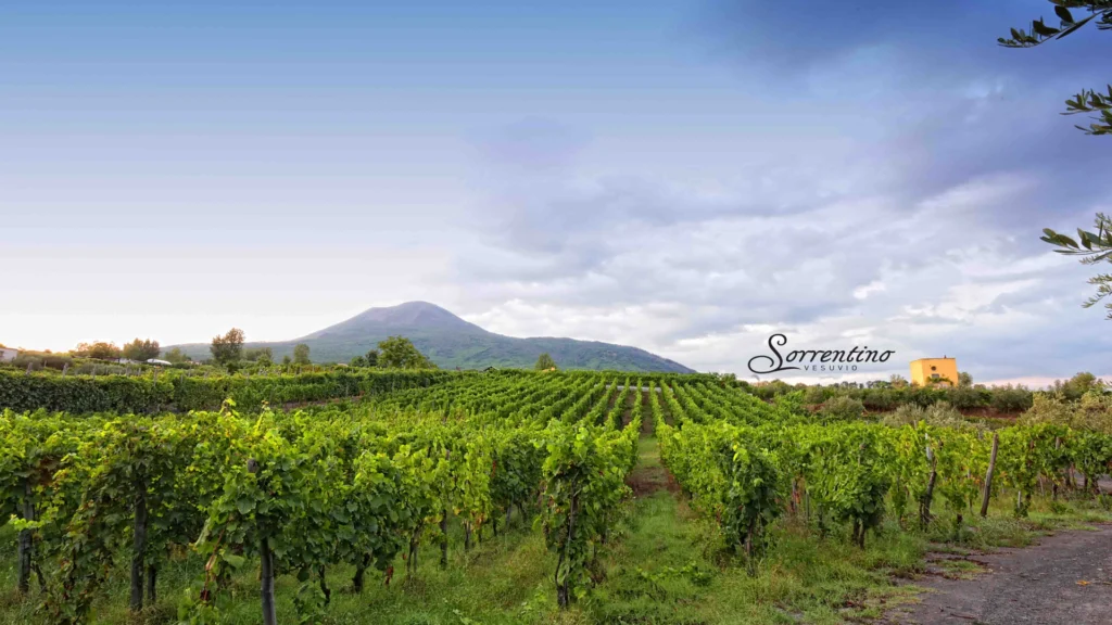Sorrentino Vesuvio