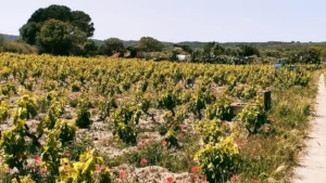 Tenuta Agus