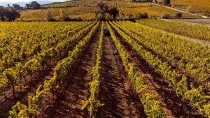 Tenuta Alzatura
