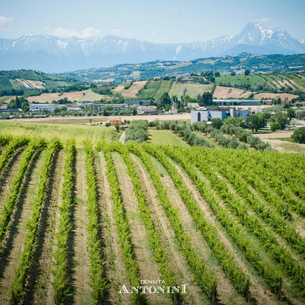 Tenuta Antonini