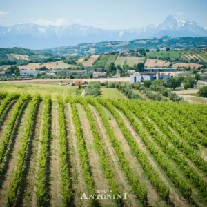 Tenuta Antonini