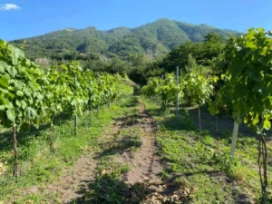 Tenuta Augustea