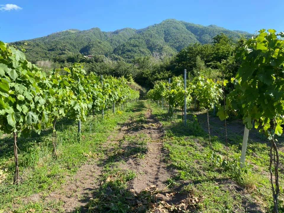Tenuta Augustea