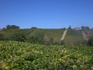 Tenuta De Melis