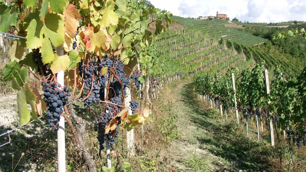Tenuta di Costa Prà