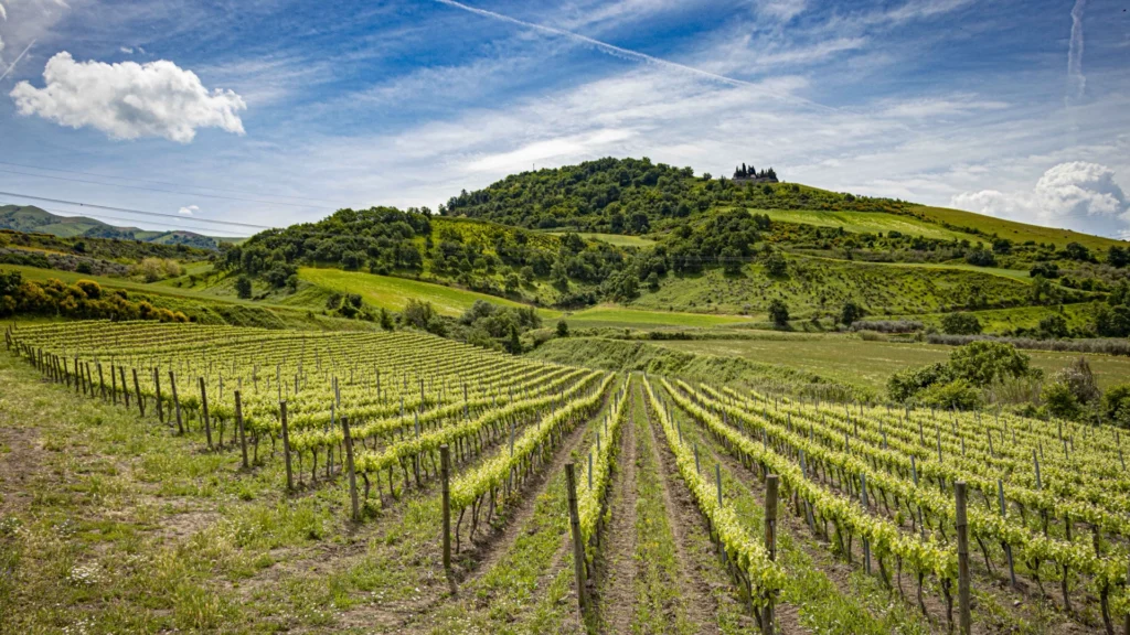 Tenuta i Gelsi