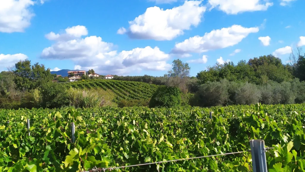 Tenuta Iacoangeli