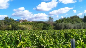 Tenuta Iacoangeli