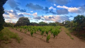 Tenuta La Sabbiosa