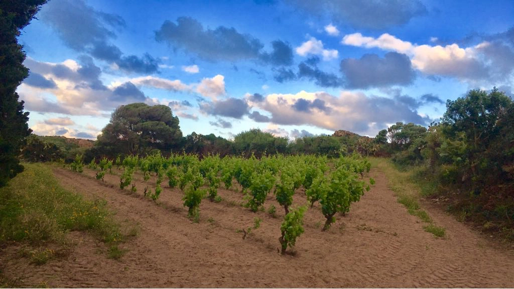 Tenuta La Sabbiosa