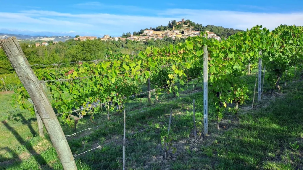 Tenuta San Bernardo