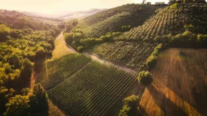 Terra di Rovo
