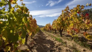 Vigne Centro Sardegna
