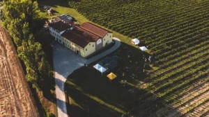 Vigne del Bosco Olmè