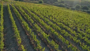Vigneti Vumbaca
