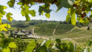 Vinicola Arno