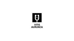 Vitis Aurunca