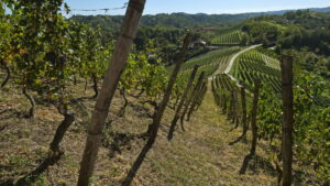 Antica Cascina Dei Conti Di Roero
