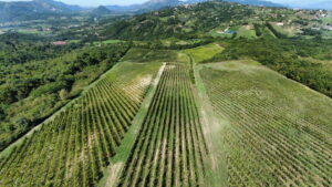 Cantina di Lisandro