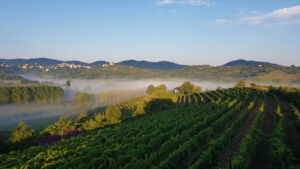 Cantine Alma