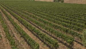 Cantine Cifarelli