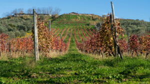 Cantine Strapellum