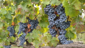 Cantine Volpetti